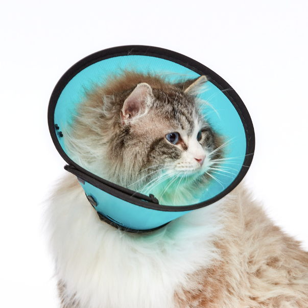 CLEARANCE Smart Collar Size O Cat HCE