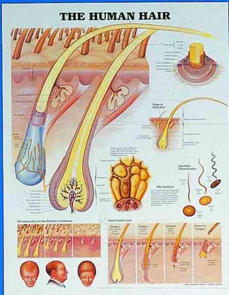 The Human Hair Wall Chart | HCE