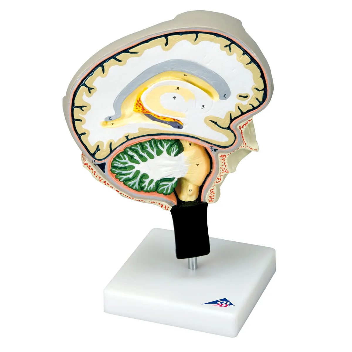 Brain Section Model with Medial and Sagittal Cuts | HCE