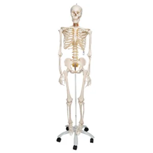 UK 3B Flexible Skeleton Fred