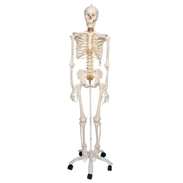 UK 3B Flexible Skeleton Fred