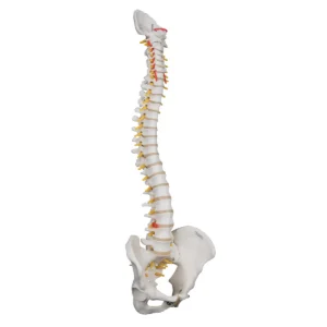 Highly Flexible Human Spine Model, Mounted on a Flexible Core – 3B Smart Anatomy
