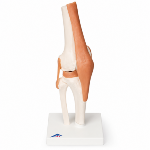 UK 3B Functional Knee Joint