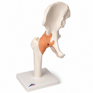 UK 3B Functional Hip Joint