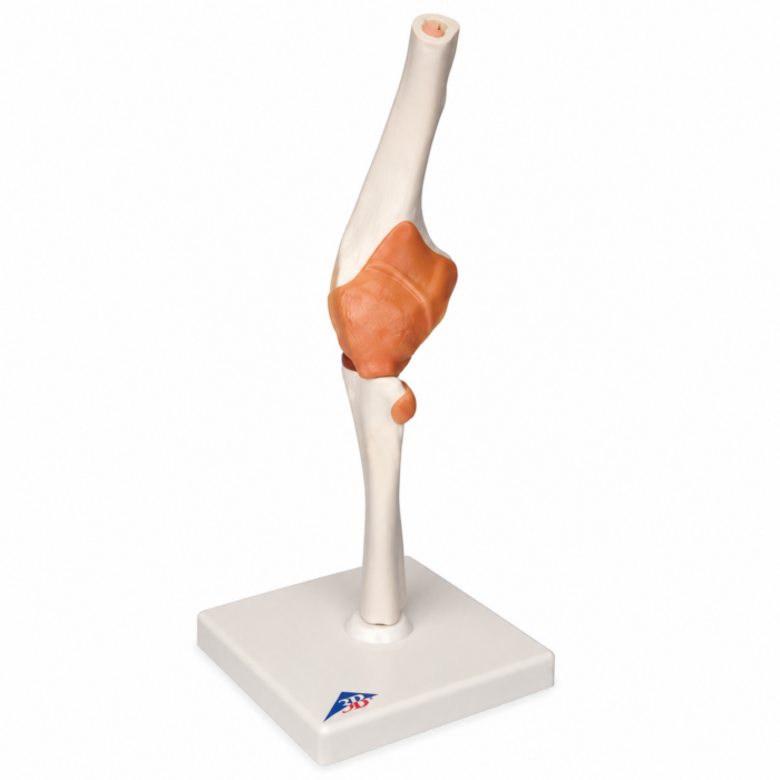 UK 3B Functional Elbow Joint