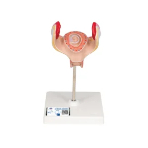 UK 3B 1st Month Embryo Pregnancy Model