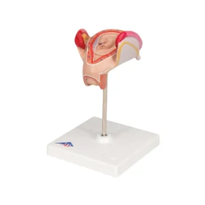 UK 3B 2nd Month Embryo Pregnancy Model