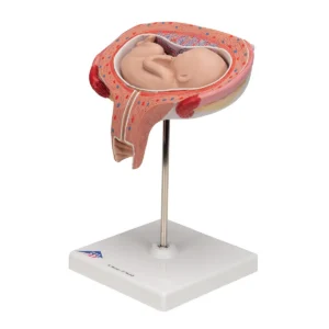 UK 3B Fetus, Month 5, Dorsal Position Pregnancy Model