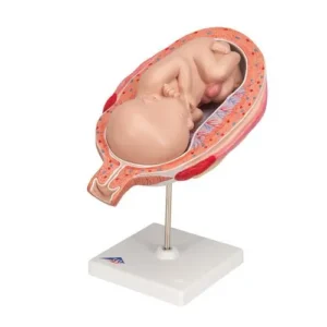 UK 3B Fetus, Month 7 Pregnancy Model