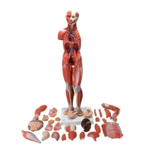 UK 3B Complete Dual Sex Muscular Figure wih internal organs