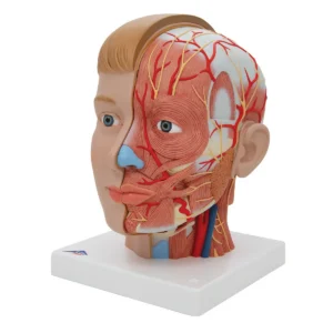 Human Head Model with Neck, 4 part