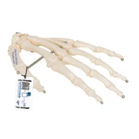 Detailed 3B Scientific hand skeleton model for demonstrating the bones, joints and anatomical structure of the human hand.