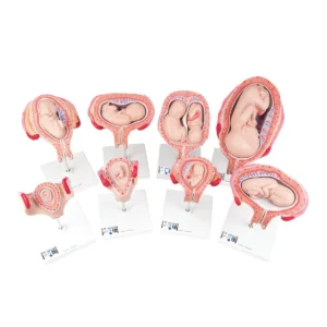 Detailed 3B Scientific pregnancy model set with 8 individual embryo and fetus models showing development stages from the first to seventh month.