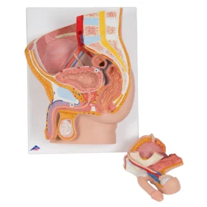Detailed 3B Scientific male pelvis model for demonstrating pelvic skeletal anatomy in medical education, physiotherapy training and clinical consultation.