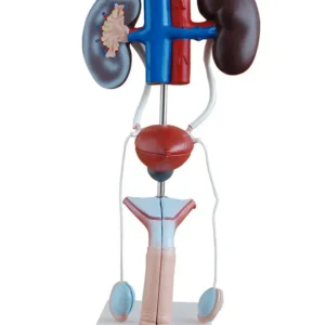 Budget Male Urogenital System Model