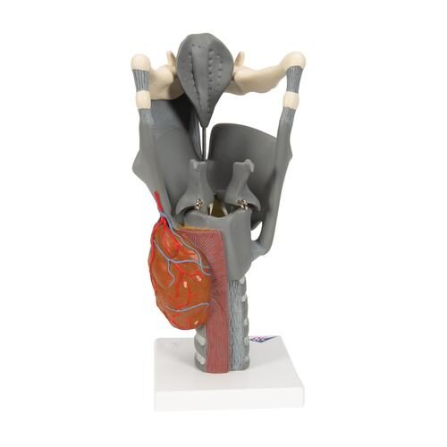 UK 3B Functional Larynx Model 2.5 Times Full Size