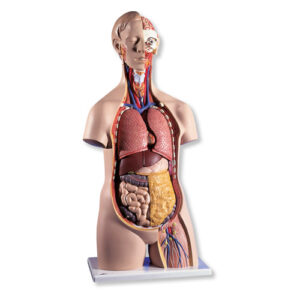 UK 3B Classic Unisex Human Torso Model - 14 part