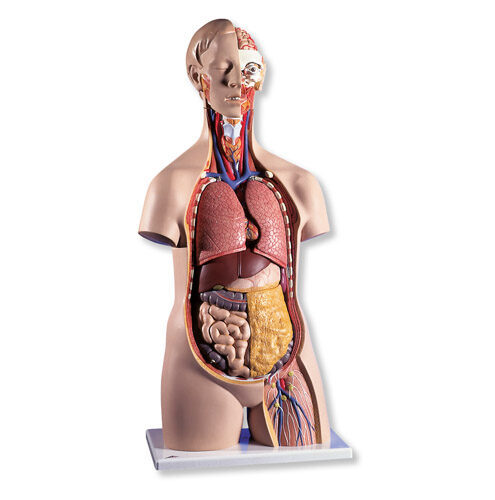 UK 3B Classic Unisex Human Torso Model - 14 part
