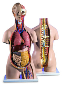 UK 3B Classic Unisex Torso with Opened Neck and Back