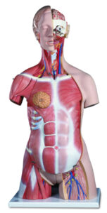 UK 3B Deluxe Dual-Sex Muscle-Torso