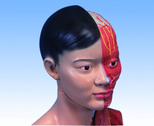 UK 3B Asian Deluxe Dual-Sex Torso with muscular arm