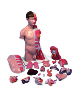 UK 3B Deluxe Dual-Sex Torso with Muscular Arm