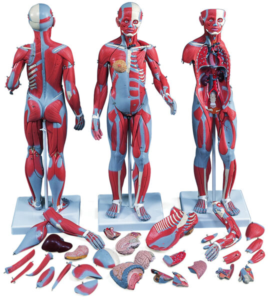 UK 3B Complete Dual Sex Muscular Figure
