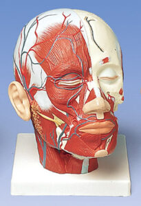 UK 3B Head Musculature additionally with Blood Vessels