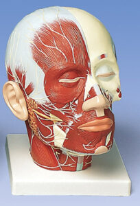 UK 3B Head Musculature Additionally with Nerves
