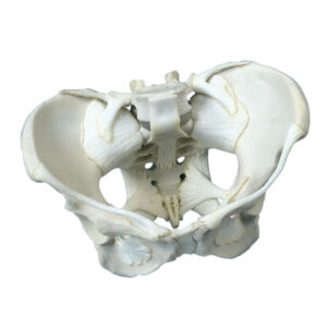UK 3B Ligamented Female Pelvis
