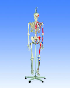 UK 3B Classic Skeleton Max showing Muscles
