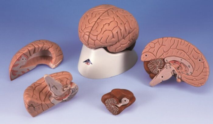UK 3B Brain Model - 4 Part