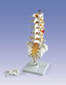 UK 3B Lumbar Spinal Column