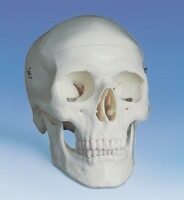UK 3B Standard Skull - 3 part