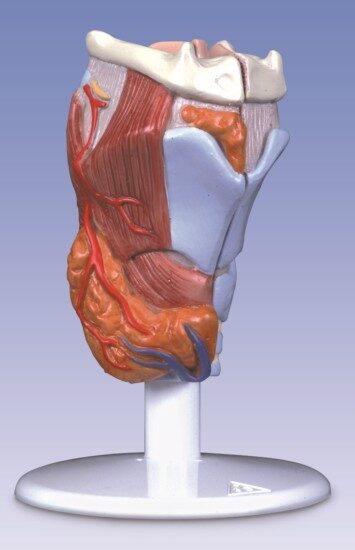 UK 3B Larynx Teaching Model on Stand