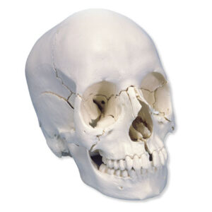 UK 3B Scientific Beauchene Adult Human Skull Model - Bone Coloured Version, 22 part