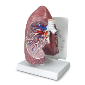 Lung Anatomy Model