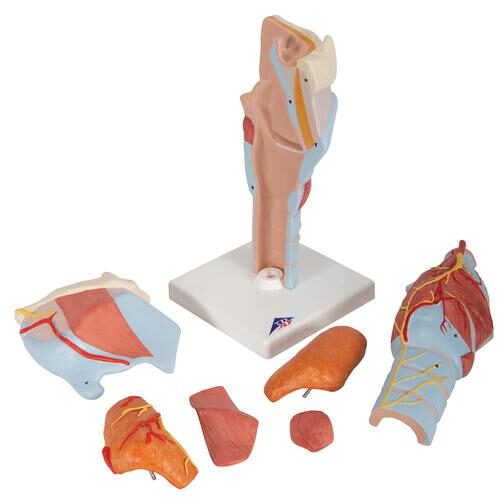 UK 3B Human Larynx Model, 2 times Full-Size - 7 part | HCE