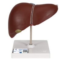 UK 3B Liver with gall bladder