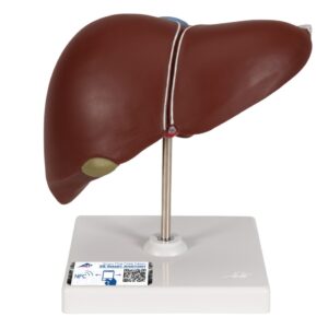 UK 3B Liver with gall bladder