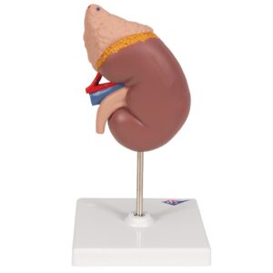 UK 3B Kidney with adrenal gland