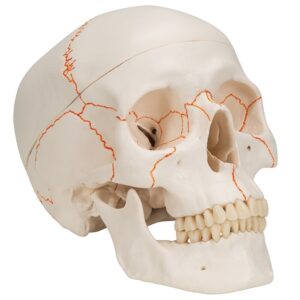 UK 3B Numbered Skull