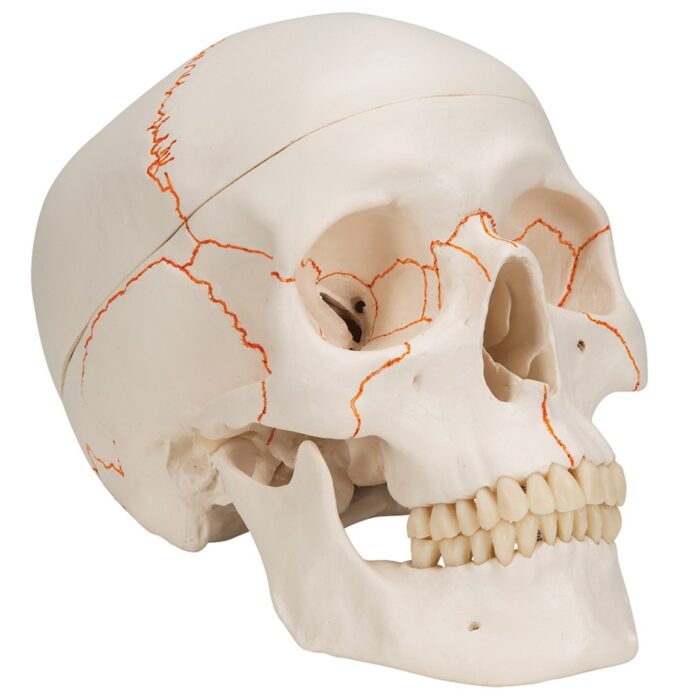 UK 3B Numbered Skull