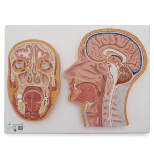 UK 3B Median and Frontal Section