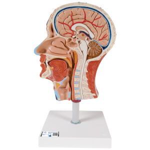 UK 3B Half Head with Musculature