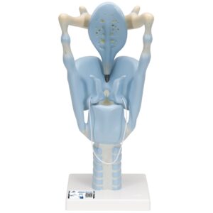 UK 3B Functional Larynx
