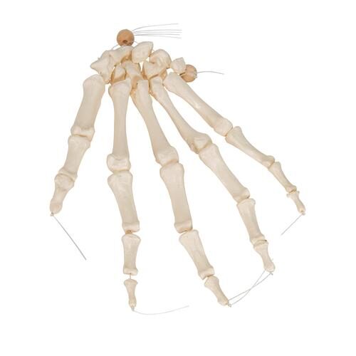 UK 3B Hand Skeleton Model (Loosely on Nylon String) | HCE